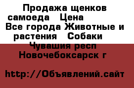 Продажа щенков самоеда › Цена ­ 40 000 - Все города Животные и растения » Собаки   . Чувашия респ.,Новочебоксарск г.